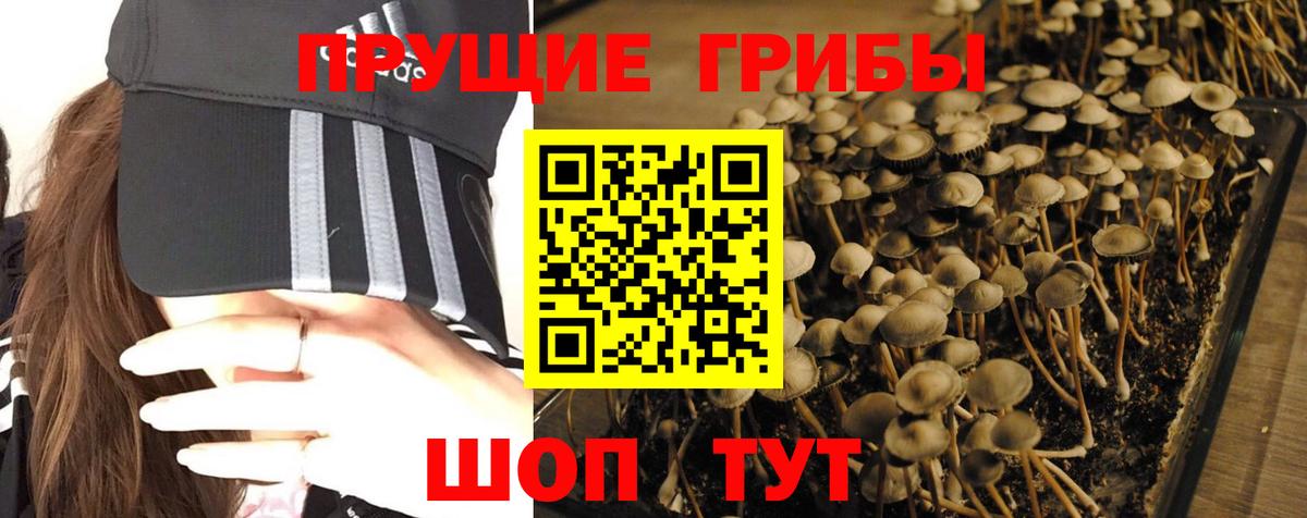 Галлюциногенные грибы прущие грибы Тамбов
