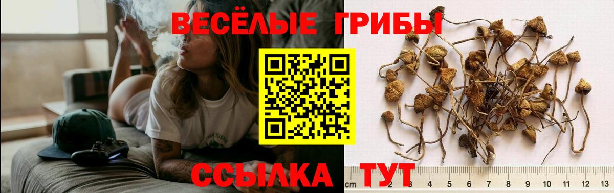 Тамбов  Псилоцибиновые грибы Cubensis  Вход с VPN 